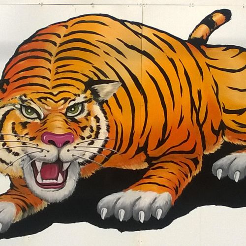 outside board tiger