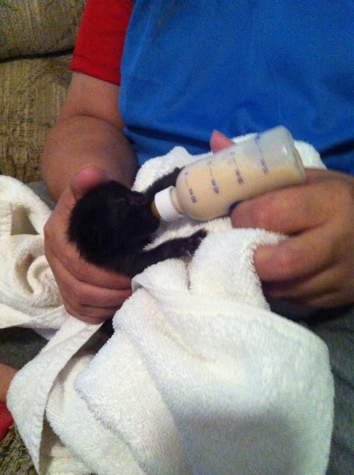 I am taking care of a newborn kitten my sister fou