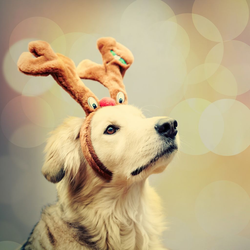 My Golden named Renegade @ Christmas. 