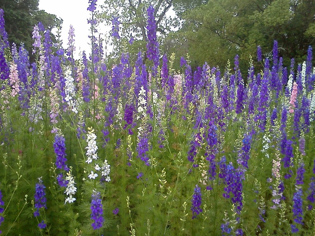 Field of Delphiniums