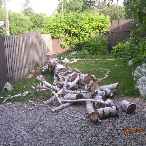 Very dead birch in a tight yard. After some work, 