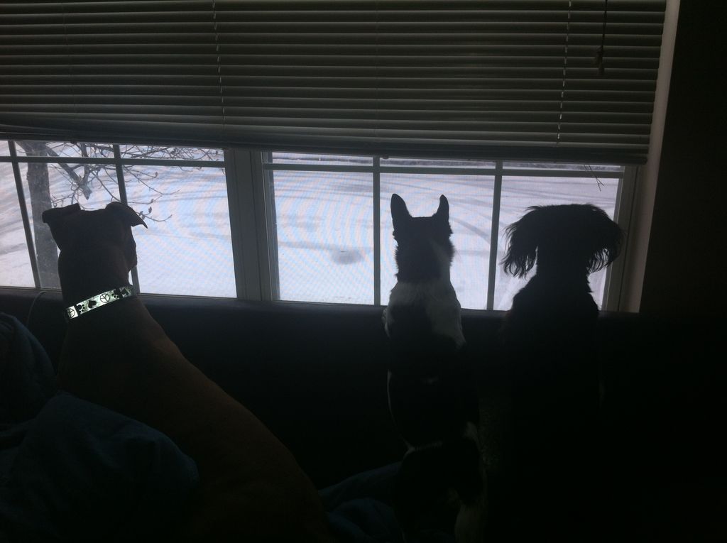 No matter the weather we will go for a walk