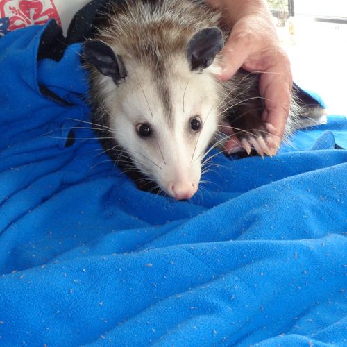 Lucy, my one and only Opossum client!