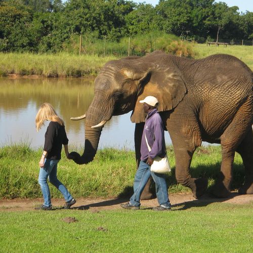 Help save the elephants