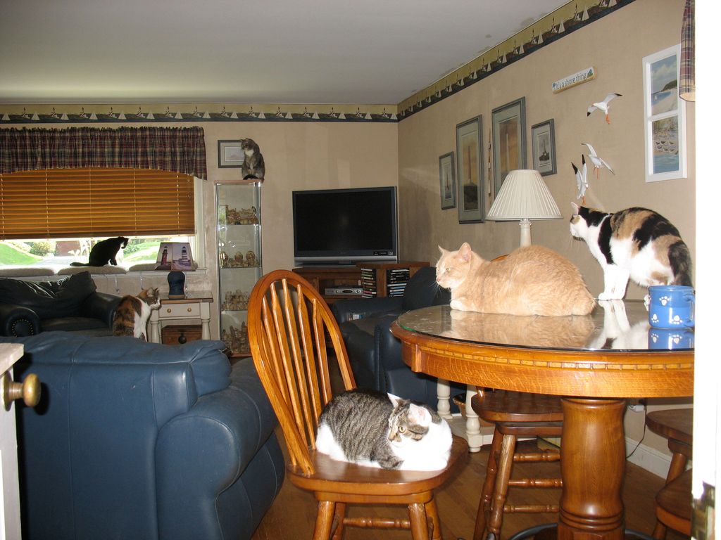 Taking care of my girlfriends 24 cats while they w