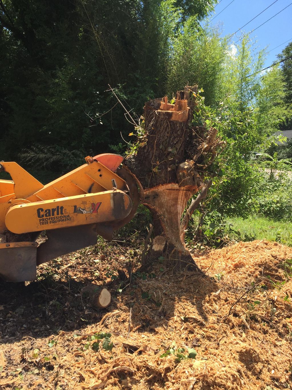 tree remove by city