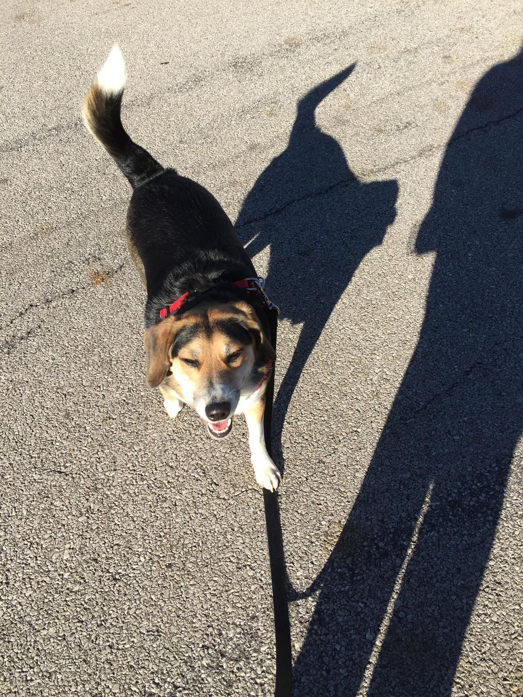 Bella loves her walks!