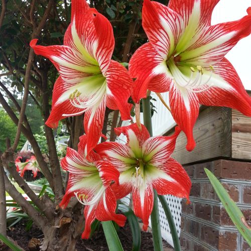 This customer has never had blooms on their lilies