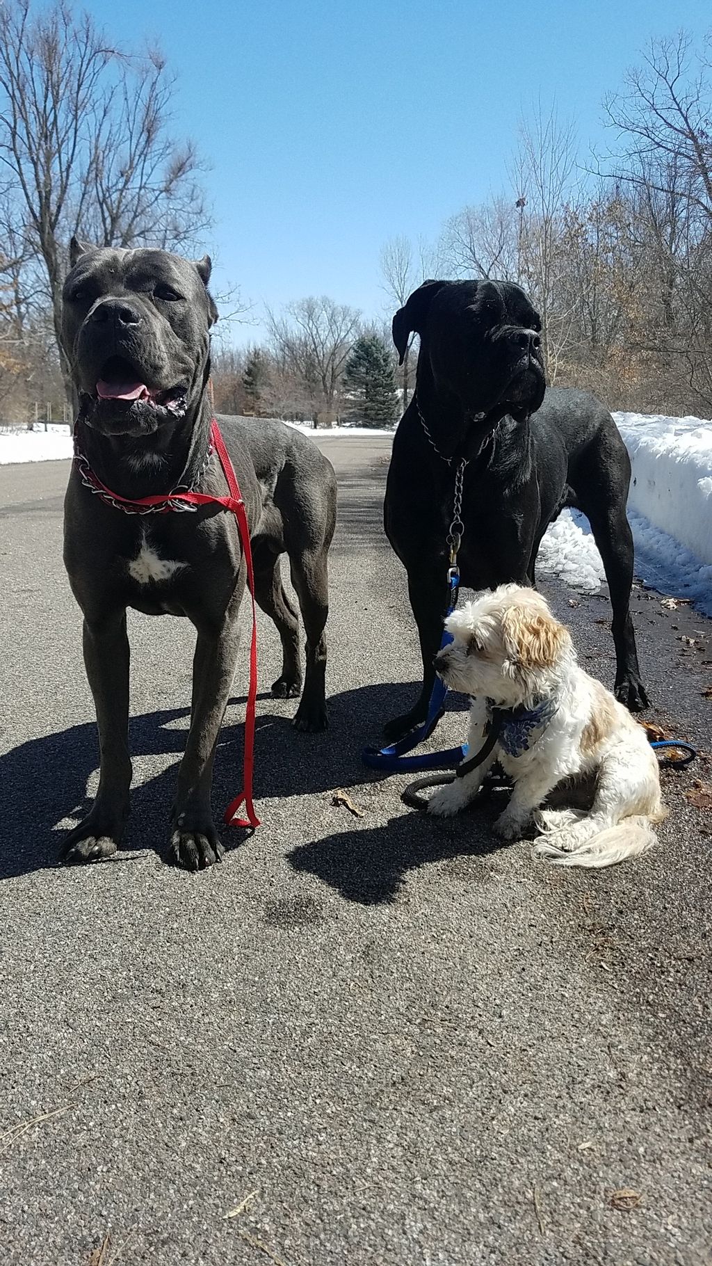 the Terra Paws dogs!