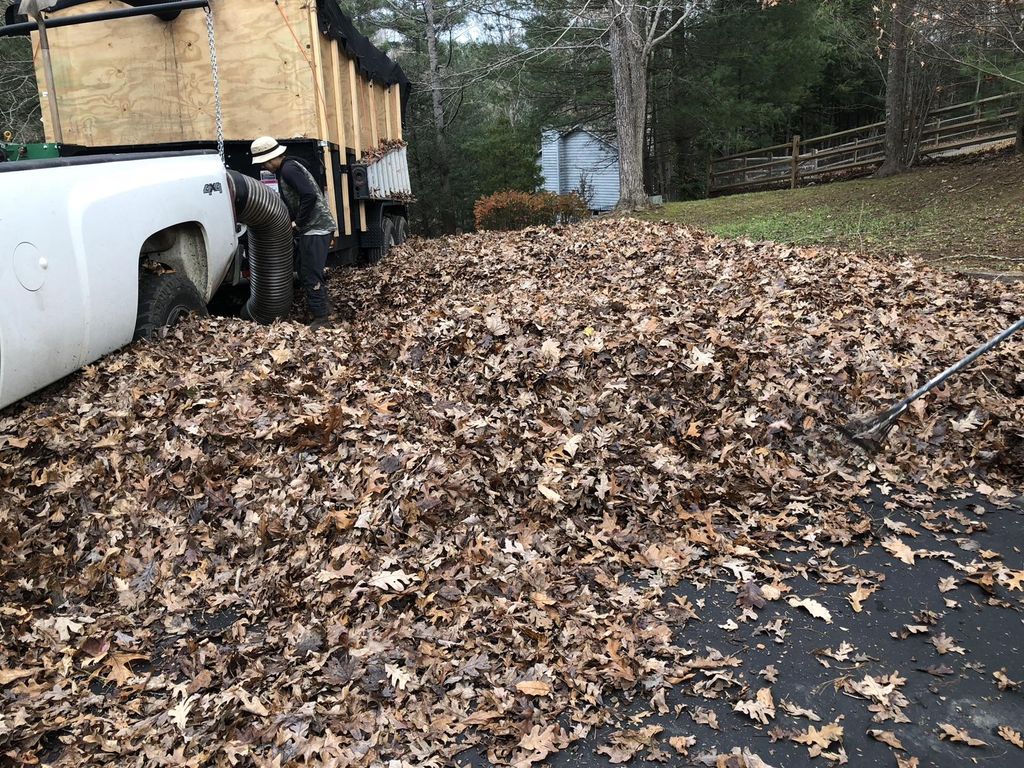 Leaf removal 