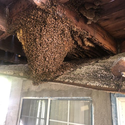 Massive Bee hive under Balcony. Safely removed and