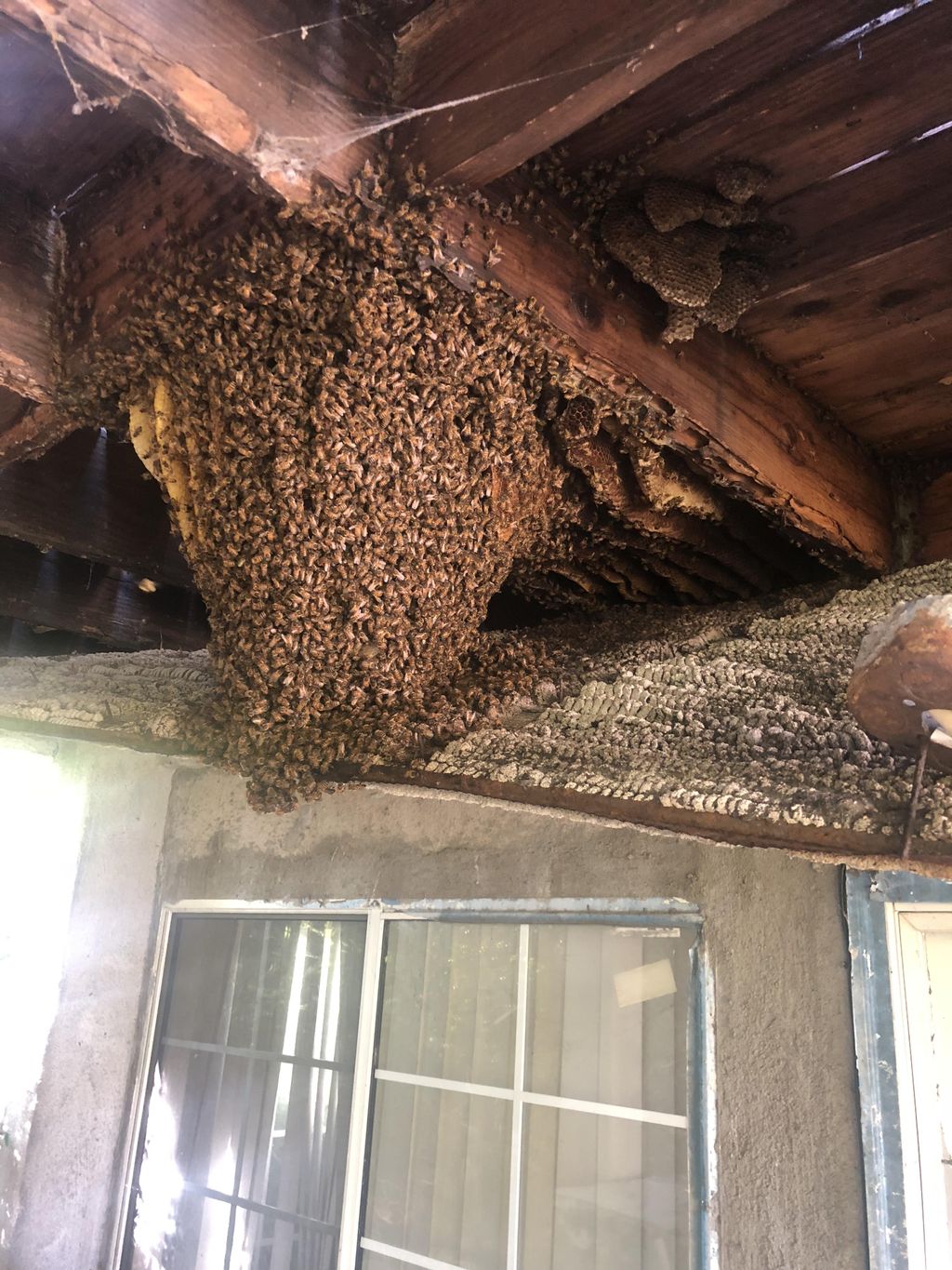 Massive Bee hive under Balcony. Safely removed and