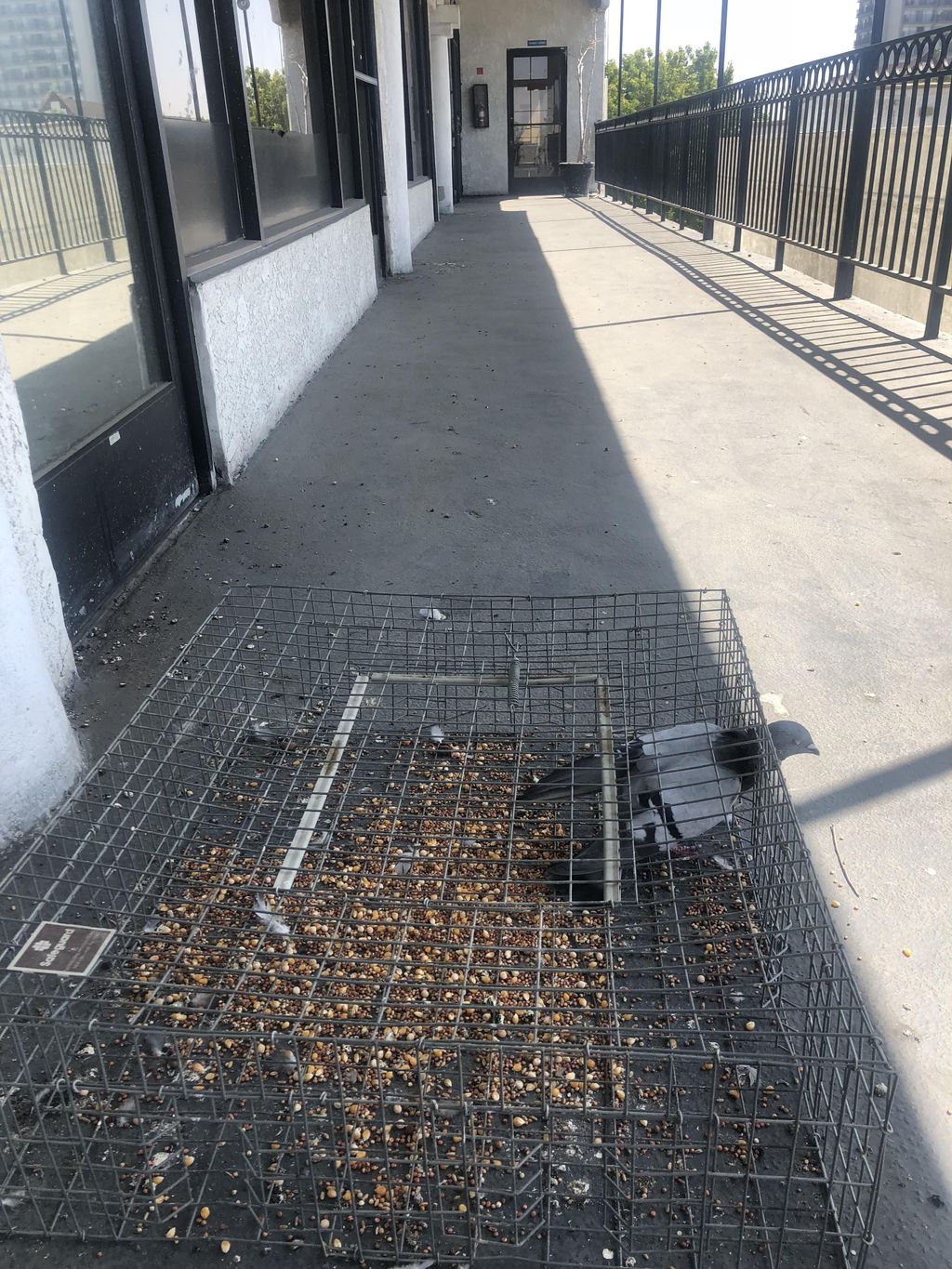 Pigeon removal & relocation 