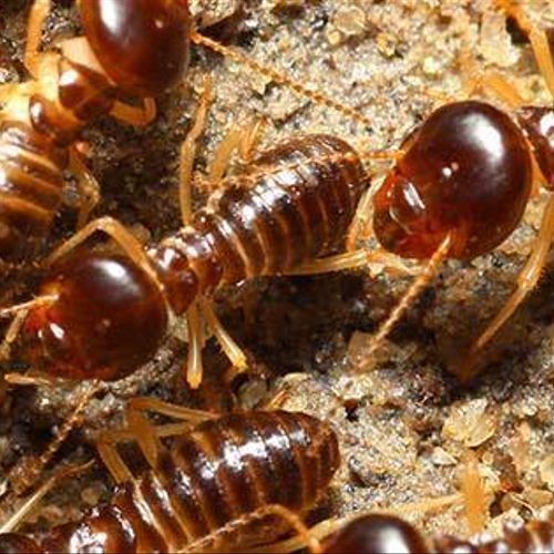 Termites Destroy Homes!