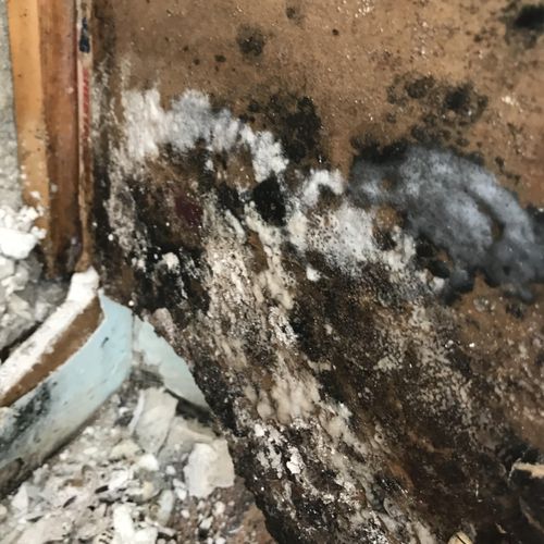 Large deposit of mold growth found behind drywall 