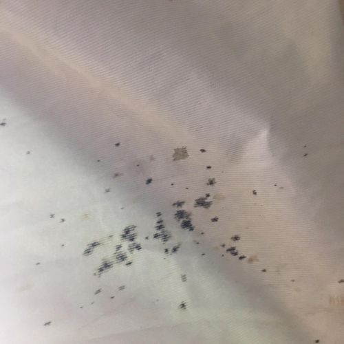 Evidence of bedbugs found when performing a bedbug