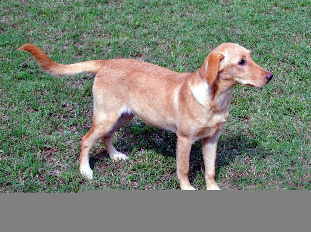 One of the doggies that I've taken care of -