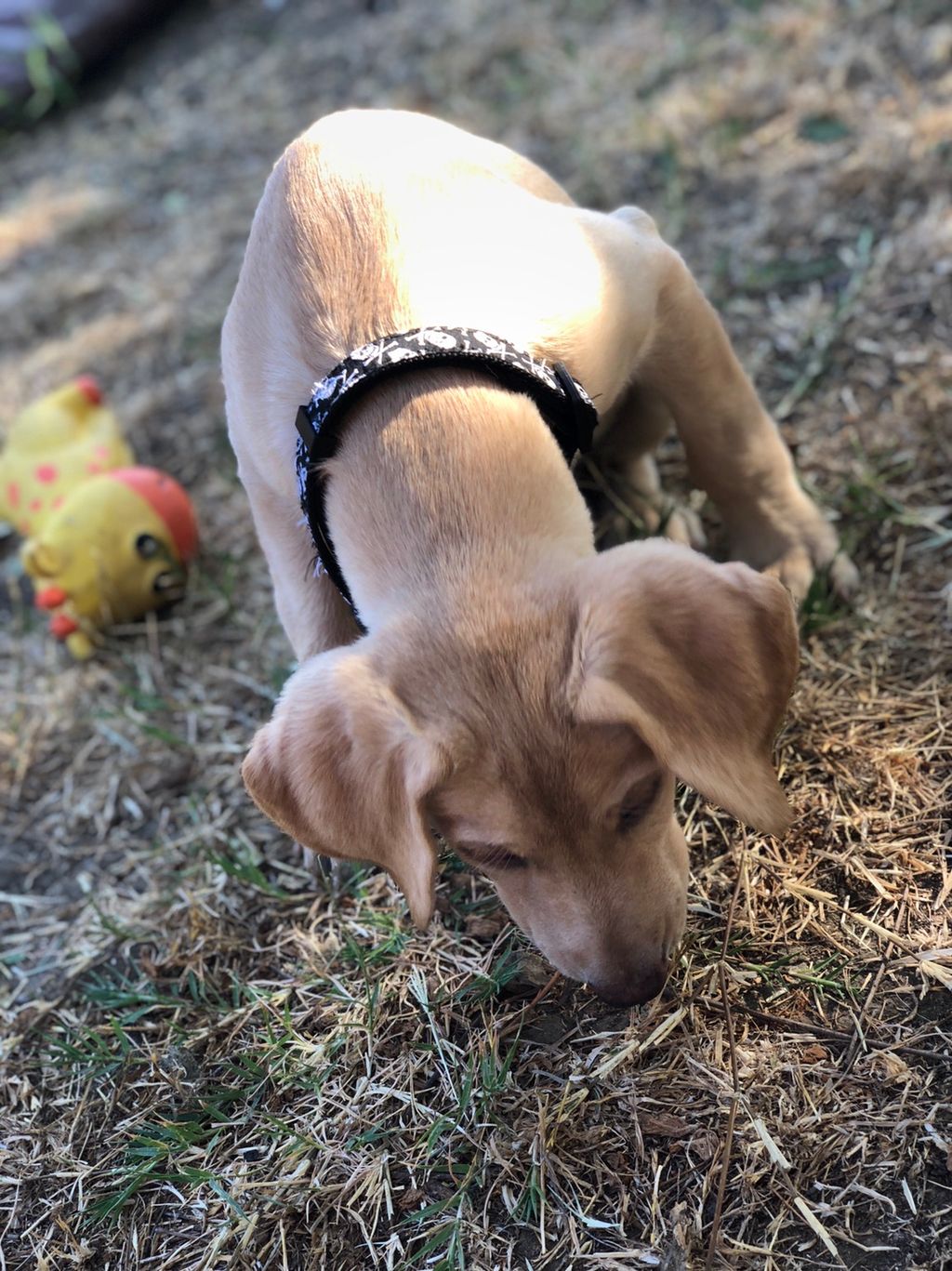 Honey loves play time. Can’t wait to finally be ab