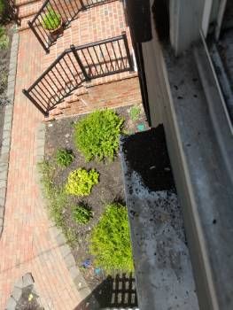 BAT INFESTATION; Bat guano located on window sill