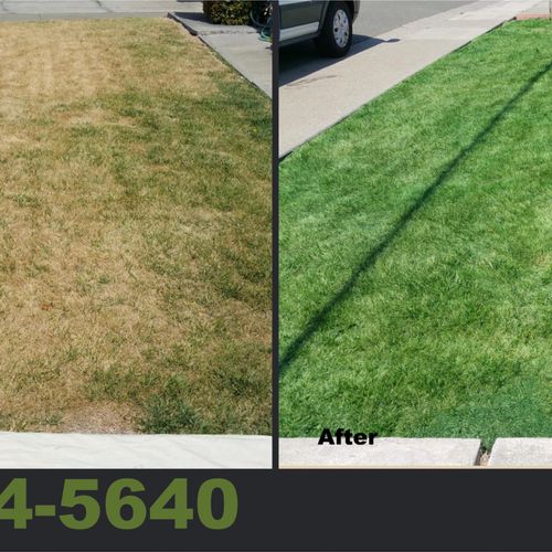Quick Green, the #1 lawn painting service in the D