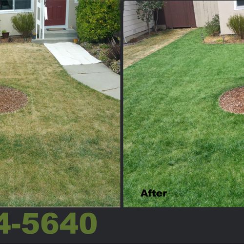 Quick Green, the #1 lawn painting service in the D