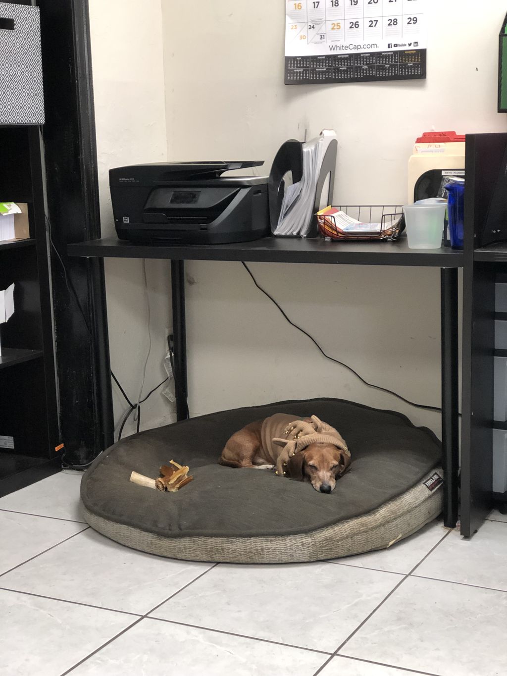 Office mascot sleeping on the job