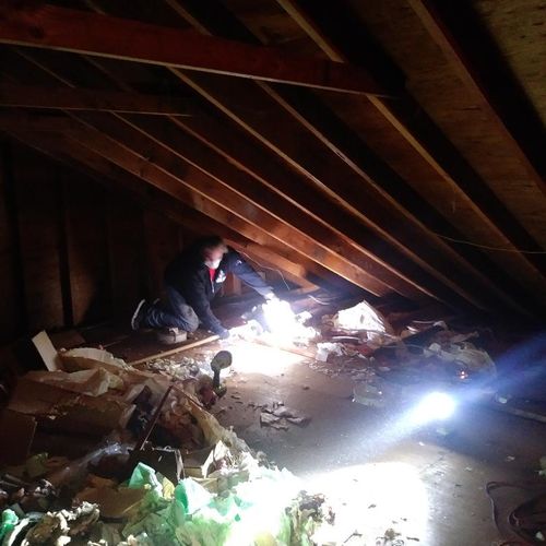 attic restoration from raccoon damage before