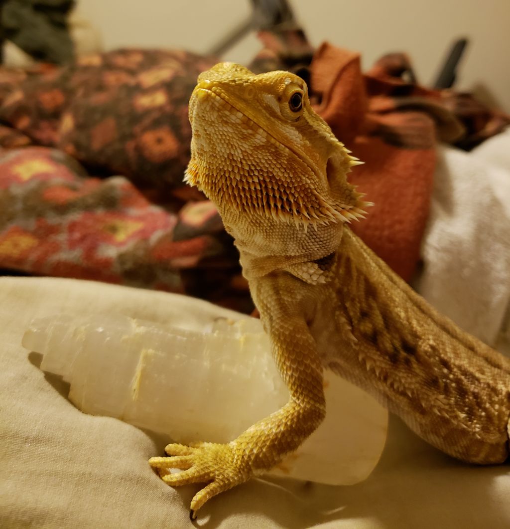 My Daughter's Bearded Dragon