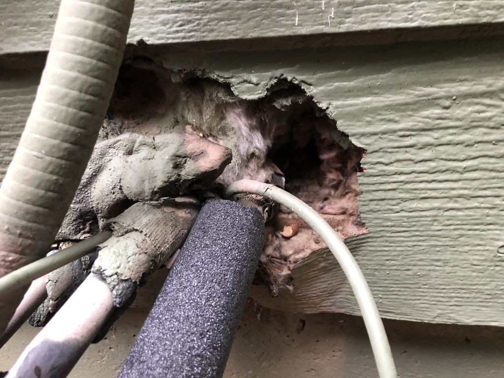 Rodent entry point 