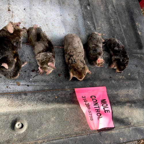 Moles captured 