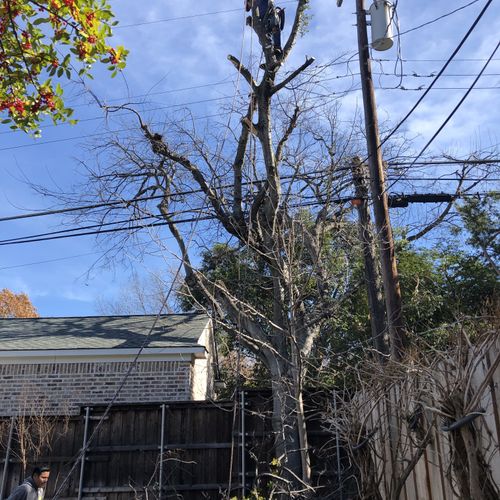 Shrub Trimming and Removal