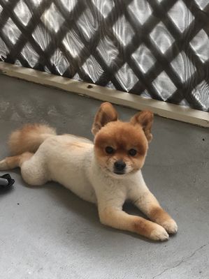 The 10 Best Pet Boarding Services In Bonita Springs Fl 2020