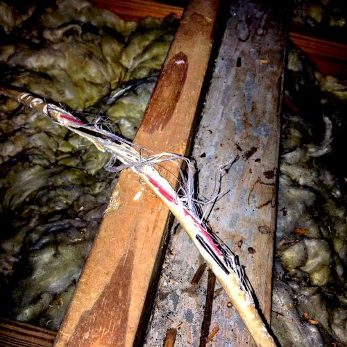 wiring damage by squirrels