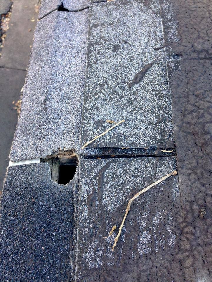 squirrel entrance