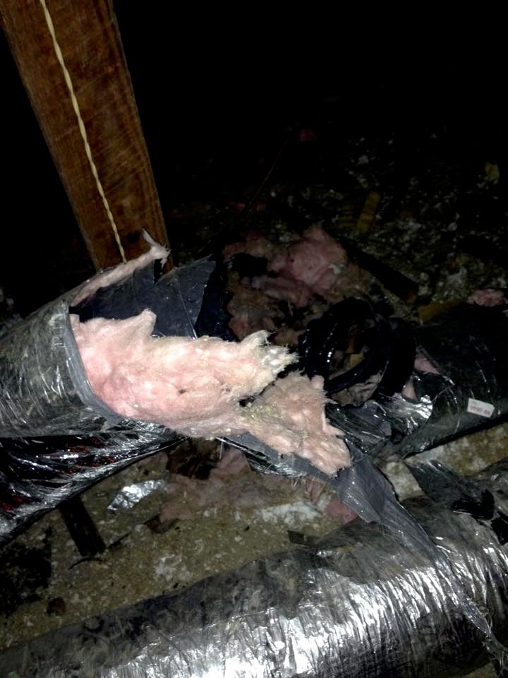 raccoon damage to ac duct