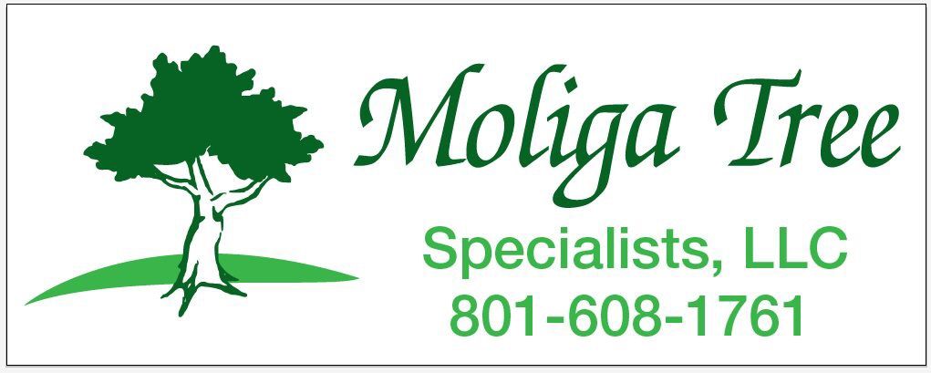 Moliga Tree Specialists & Landscaping LLC