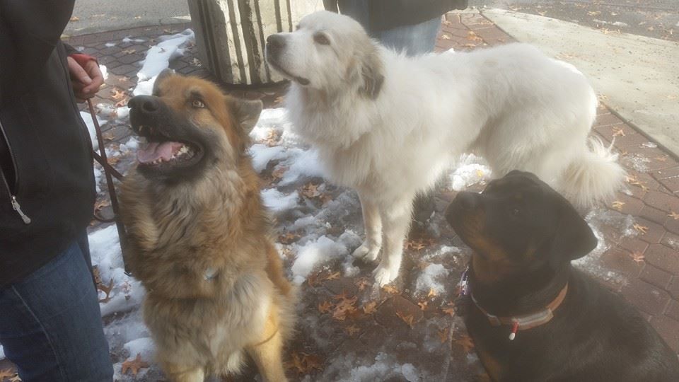 Learning tricks around town.