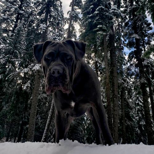 Teaching Rogue the Cane Corso to keep his mouth to