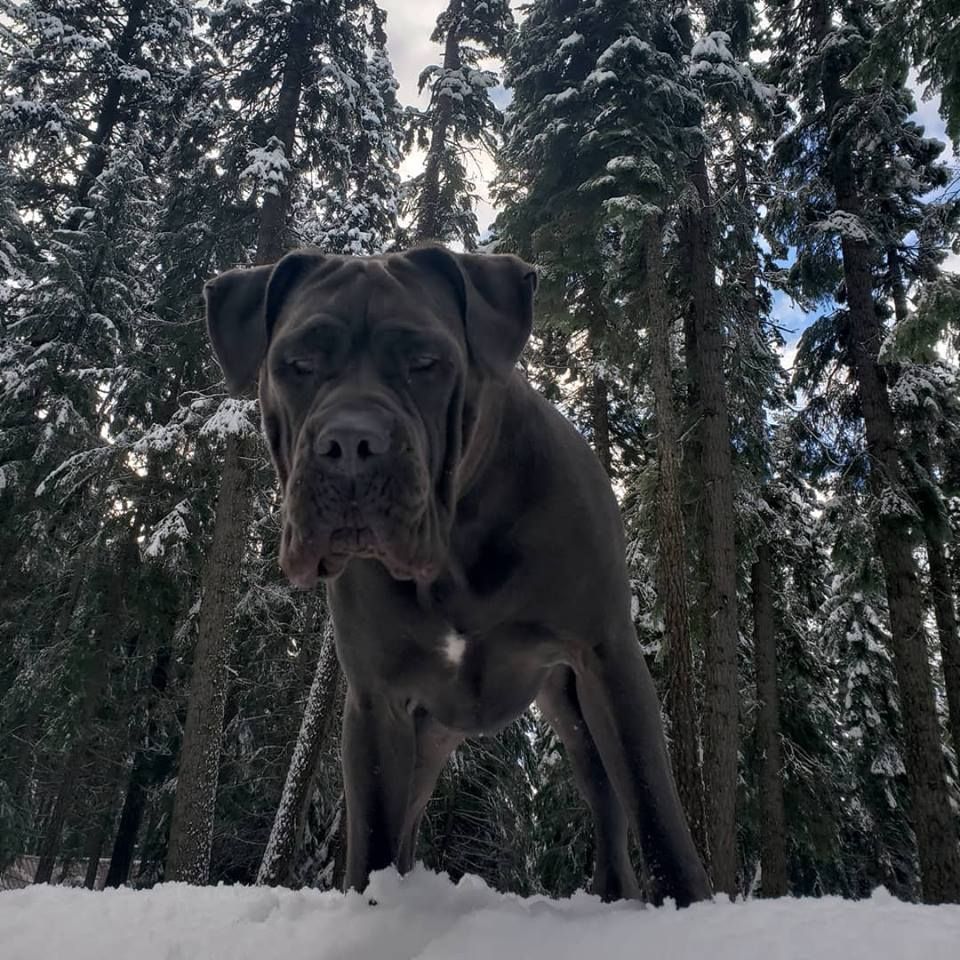 Teaching Rogue the Cane Corso to keep his mouth to