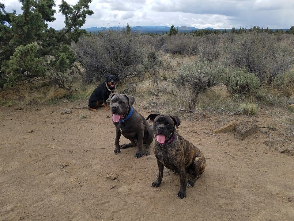 Big dogs posing for pictures.