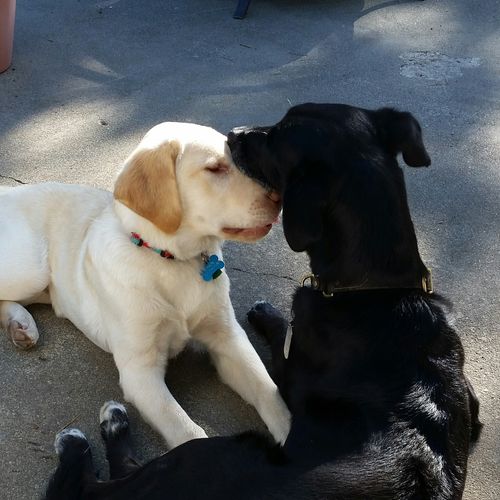 Older dog teaching young Service Dog  puppy the ru