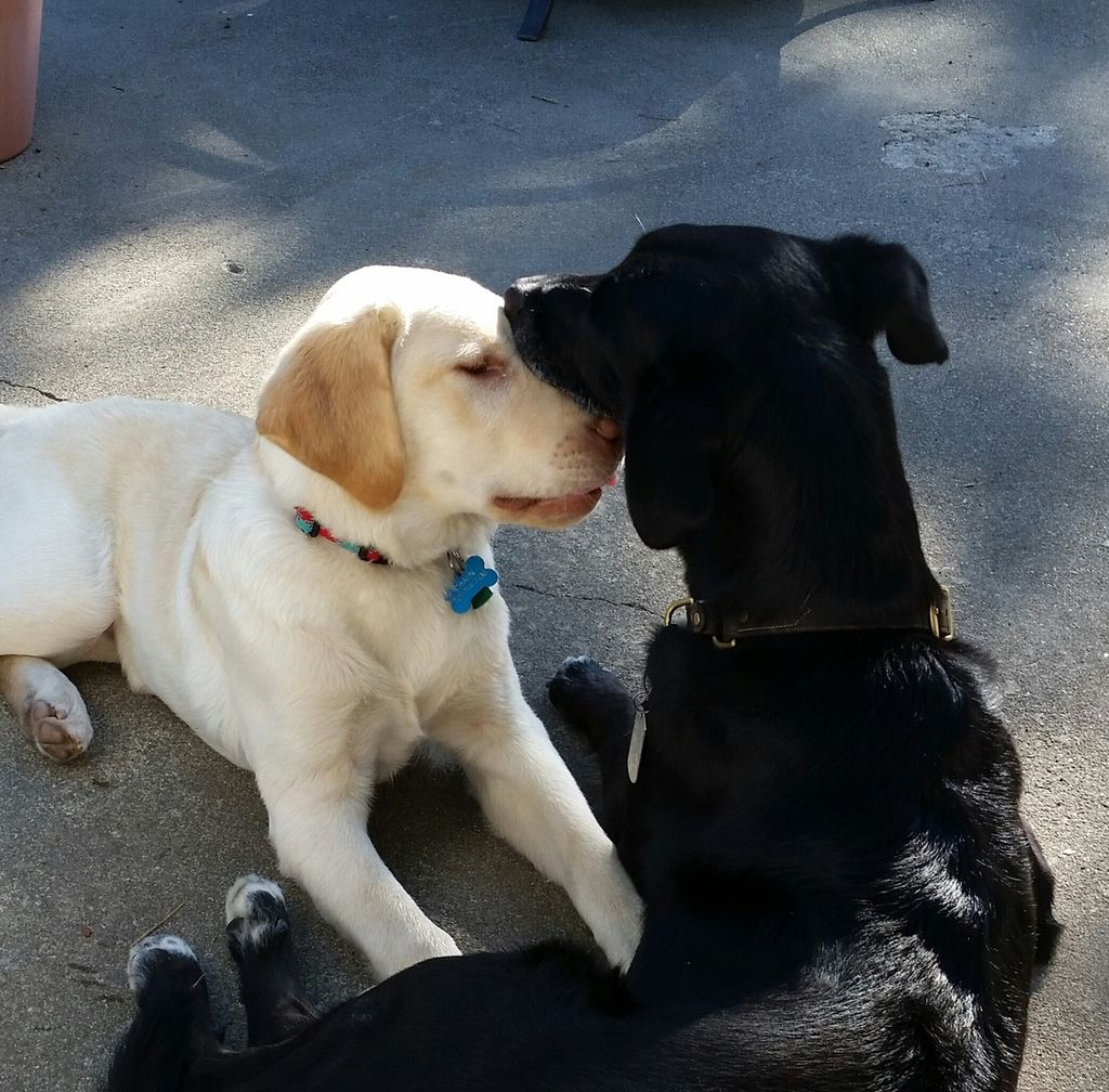 Older dog teaching young Service Dog  puppy the ru
