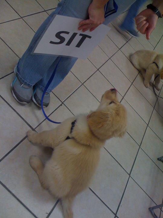 Yes, I can teach your dog to read flash cards 