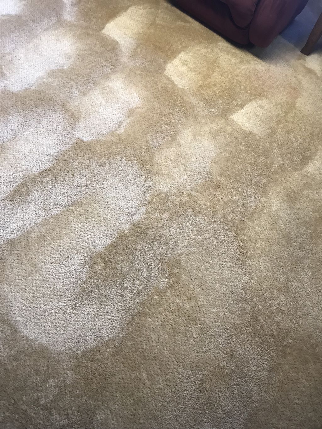 Cleaned carpet