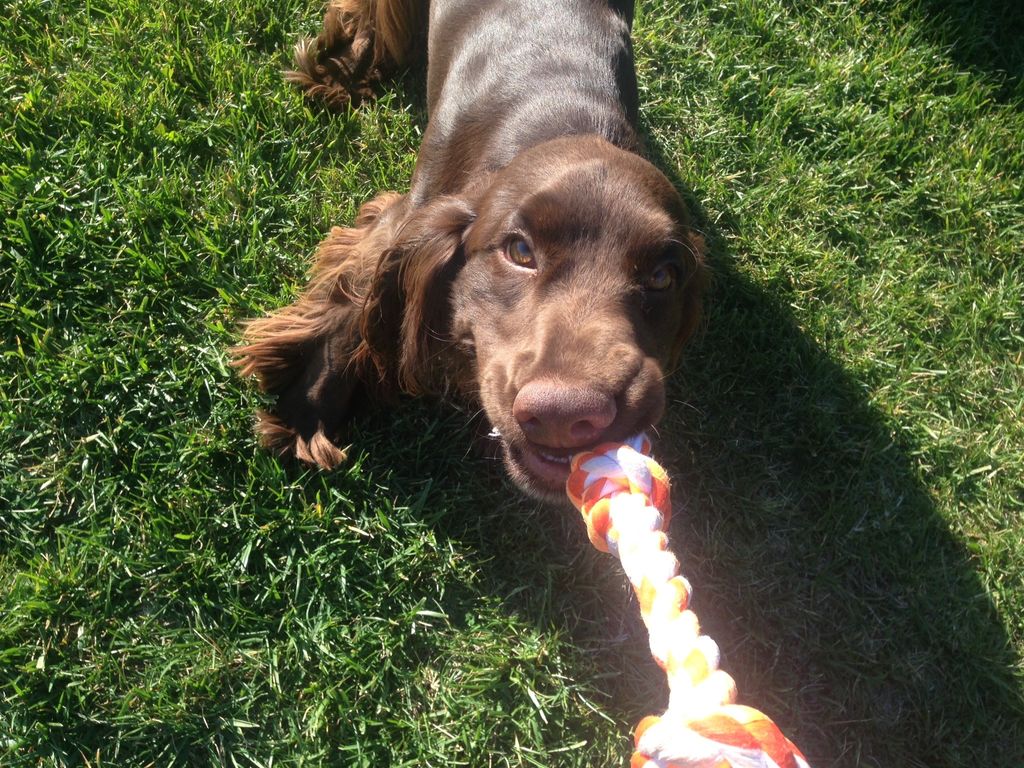 High Energy Dog Walking San Diego