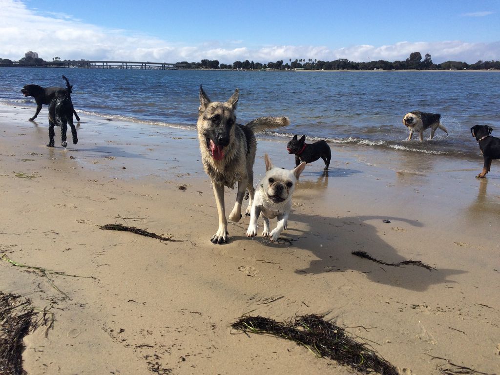 High Energy Dog Walking San Diego