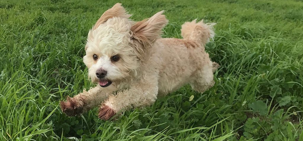 High Energy Dog Walking San Diego