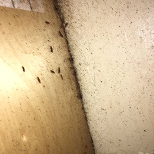 Roach Infestation that has not been treated