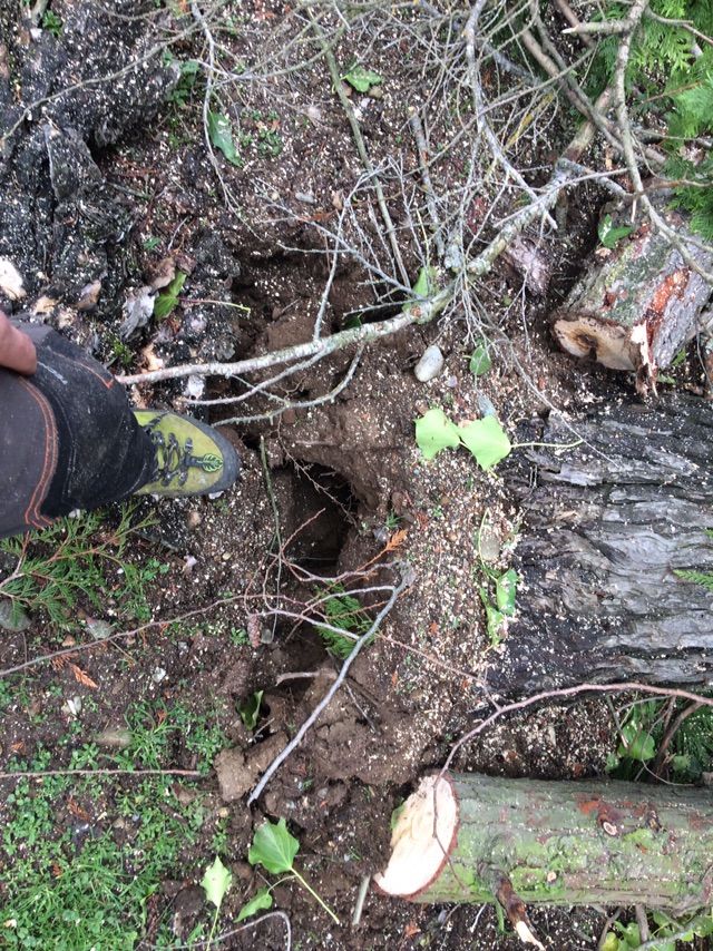 Up rooted Port orford cedar in Tukwila