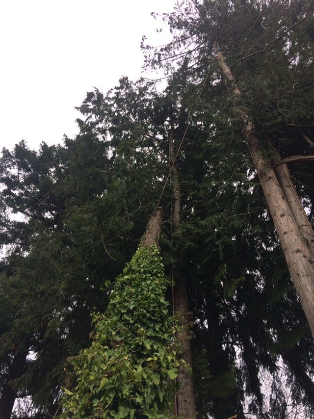 Rigging out hung up port orford cedar. 